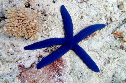 Linckia Laevigata "Blue Starfish"