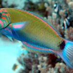 Thalassoma lunare "Moon Wrasses"