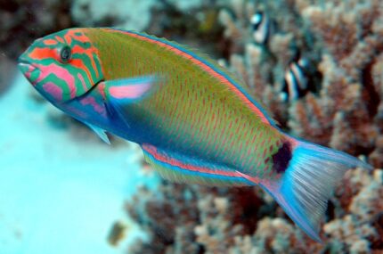 Thalassoma lunare "Moon Wrasses"