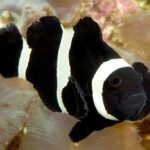 Amphiprion Polymnus "Saddleback Clown"