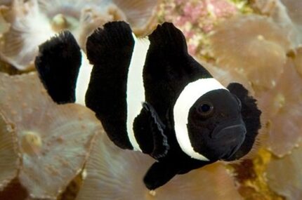 Amphiprion Polymnus "Saddleback Clown"