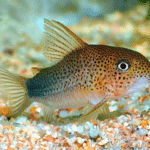 Corydoras Similis