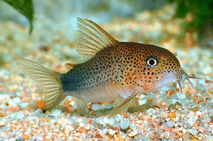 Corydoras Similis