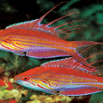 Paracheilinus Filamentosus "Filamented Flasher Wrasse"