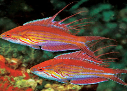Paracheilinus Filamentosus "Filamented Flasher Wrasse"