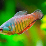 Sphaerichtys vaillanti "Vaillanti ( Samurai Gourami)"