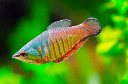 Sphaerichtys vaillanti "Vaillanti ( Samurai Gourami)"
