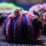 Tripneustes Gratilla Tuxedo Spine Urchin Color
