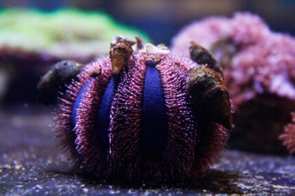 Tripneustes Gratilla Tuxedo Spine Urchin Color