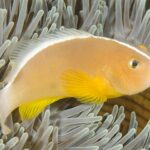 Amphiprion Akalopisos "Skunk-Striped Clown"
