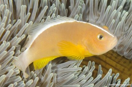 Amphiprion Akalopisos "Skunk-Striped Clown"