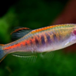 Danio choprae "Glowlight danio "
