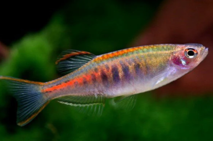 Danio choprae "Glowlight danio "