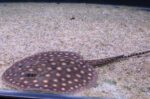 Potamotrygon motoro "Motoro"