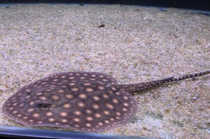 Potamotrygon motoro "Motoro"