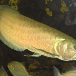 Osteoglossum bicirrhosum "Silver arowana"