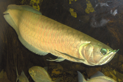 Osteoglossum bicirrhosum "Silver arowana"