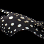 Potamotrygon leopoldi "Black diamond"
