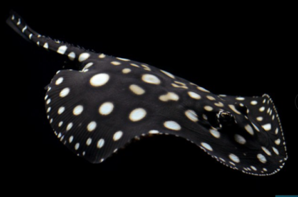 Potamotrygon leopoldi "Black diamond"