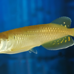 Scleropages jardini "Australia arowana"