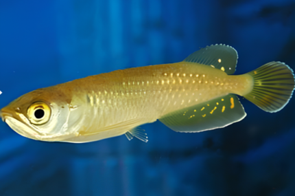 Scleropages jardini "Australia arowana"