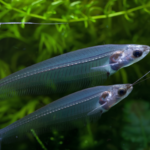 Kryptopterus bicirrhis "Glass cat, ghost"