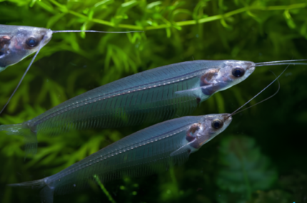 Kryptopterus bicirrhis "Glass cat, ghost"