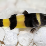 Brachygobius doriae "Bumble bee, doriae"