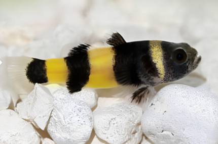 Brachygobius doriae "Bumble bee, doriae"