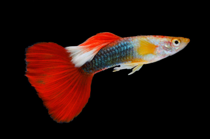 Poecilia reticulata "Assorted guppy male" - Image 2