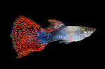 Poecilia reticulata "Assorted guppy male" - Image 3