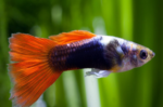 Poecilia reticulata "Assorted guppy male"