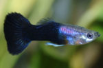 Poecilia reticulata "Assorted guppy male" - Image 4