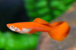 Poecilia reticulata "Assorted guppy male" - Image 5