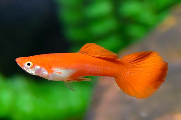 Poecilia reticulata "Assorted guppy male" - Image 5