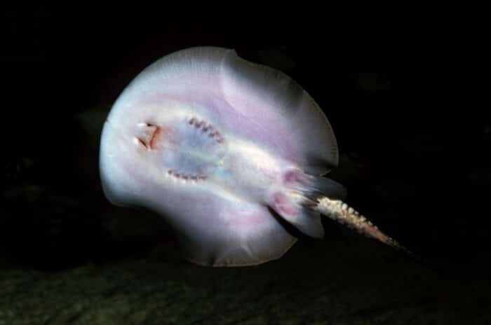 Potamotrygon motoro "Motoro" - Image 2