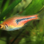 Trigonostigma espei "Red Harlequin rasbora"