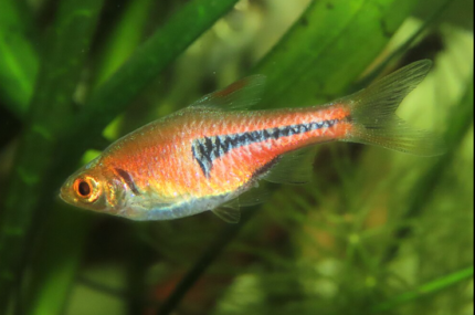 Trigonostigma espei "Red Harlequin rasbora"