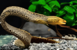 Gymnothorax polyuranodon "Tiger Moray Eel"