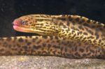 Gymnothorax polyuranodon "Tiger Moray Eel" - Image 2