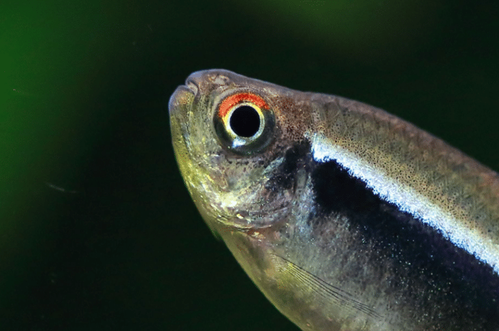 Hyphessobrycon herbertaxelrodi "Black neon" - Image 3