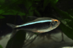 Hyphessobrycon herbertaxelrodi "Black neon"
