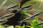 Hyphessobrycon herbertaxelrodi "Black neon" - Image 4