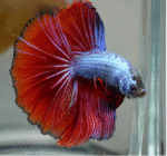 Betta Splendens Mix - Image 4