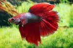 Betta Splendens Mix - Image 2
