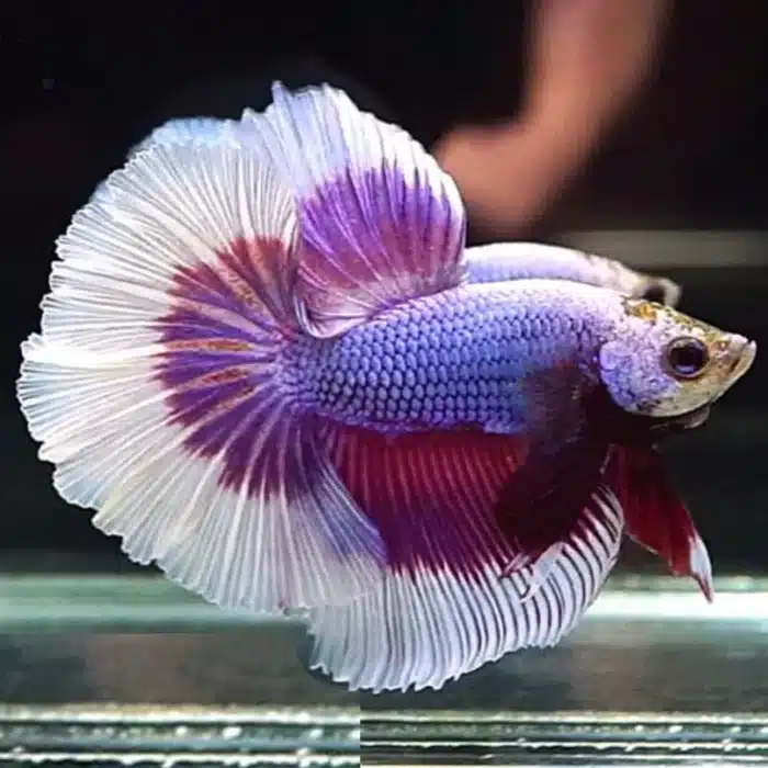Betta Splendens Mix - Image 6