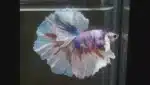 Betta Splendens Mix - Image 5