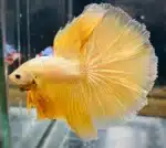 Betta Splendens Mix - Image 3