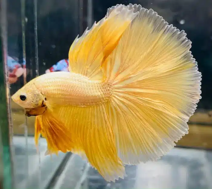 Betta Splendens Mix - Image 3