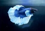 Betta Splendens Mix - Image 7